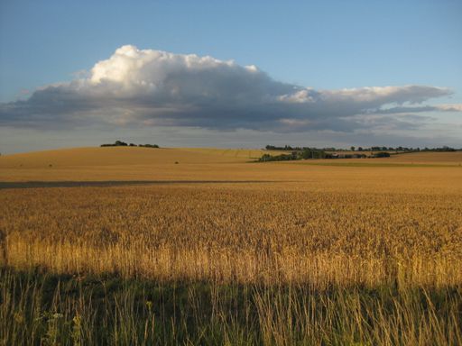 A beautiful shot of a dry grassy field with trees in the distance under a blue cloudy sky