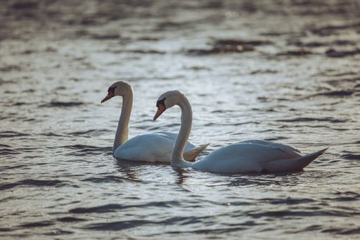 A couple of white swans floating on a lake during sunset