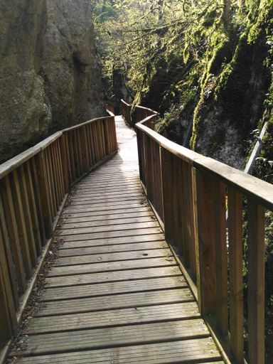 A vertical shot of a wooden bridge in the middle of a forest.