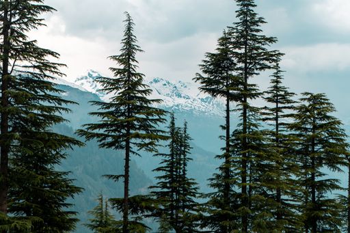 The evergreen trees with the mountains covered in snow in the background