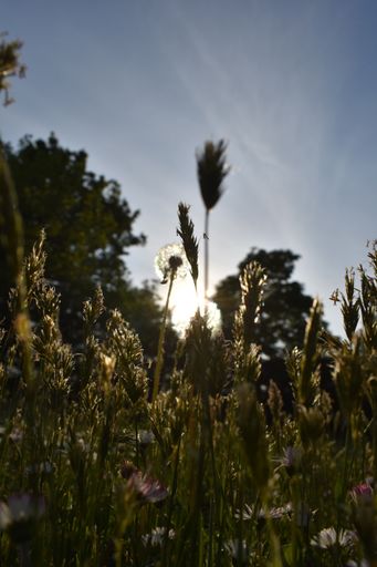 The silhouetted of weeds and grasses in the field against a bright glaring setting sun in the horizon