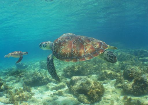 A beautiful shot of swimming turtles underwater