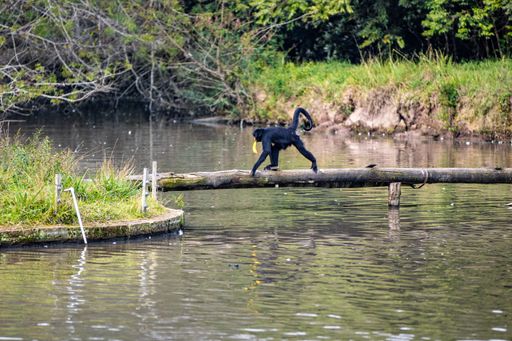 A beautiful shot of a black monkey walking on a log over the water in its habitat in sunlight in Sapucaia zoo, Rio de Janeiro, Brazil