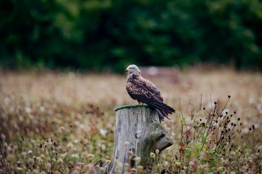 A shallow focus shot of a red kite bird perched on a cutted tree trunk during daytime on a blurred background