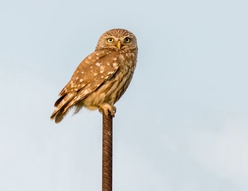 A low angle shot of an owl perched on a metal pole against blue sky in bright sunlight