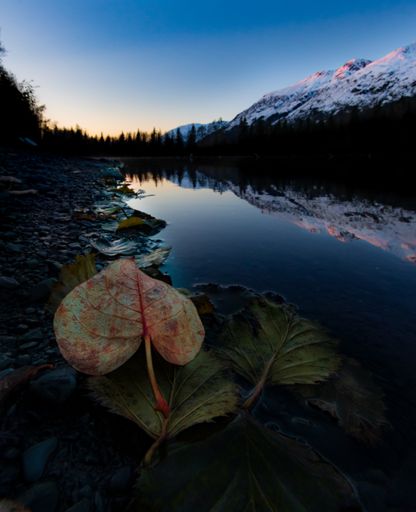 A vertical shot of the fallen leaves near the river and Alaskan mountains in the background