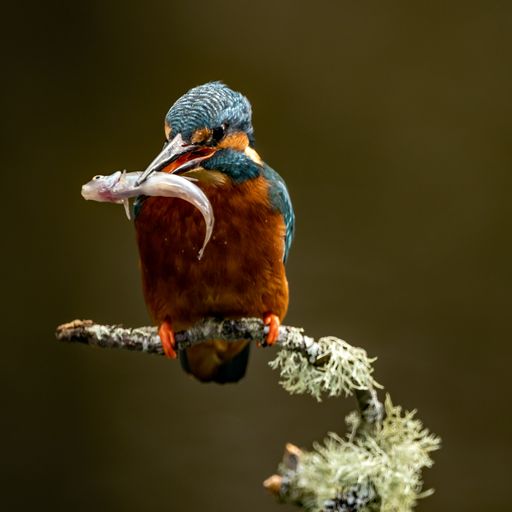A close-up shot of beautiful kingfisher perched with a small fish
