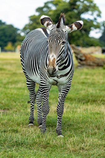 A vertical shot of a zebra in the wilderness