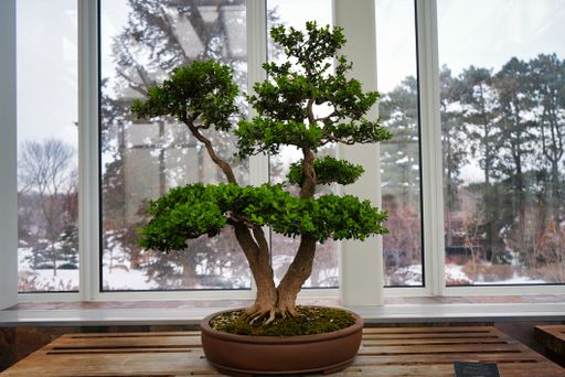 A beautiful shot of a Bonsai tree growing in a dark marble pot on a wooden table by the window in bright light