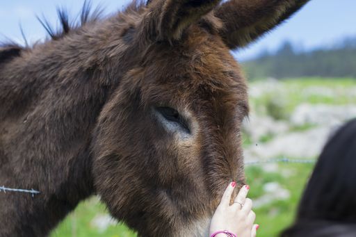 A closeup shot of a person petting a brown donkey in a farm under the sunlight at daytime