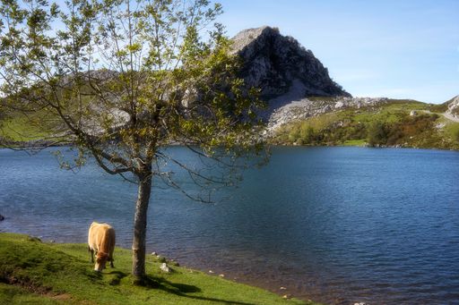 A beautiful view of a cow grazing in a field with trees in Covadonga lake with mountains in the background