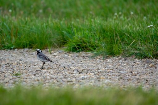 A white wagtail on a stone pathway with grass and plants around