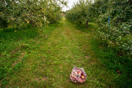 A view of apples in a bag in a garden on a sunny day