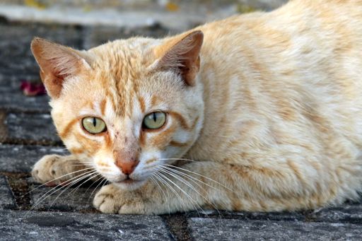 A closeup portrait of a cute domestic short-haired cat staring at the camera