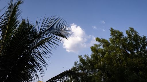 Green tree leaves and blue sky on the background