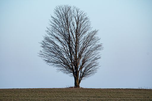A bare leafless tree grown in the middle of the field against the blue sky