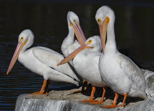 A beautiful shot of a flock of white pelicans standing on a rock