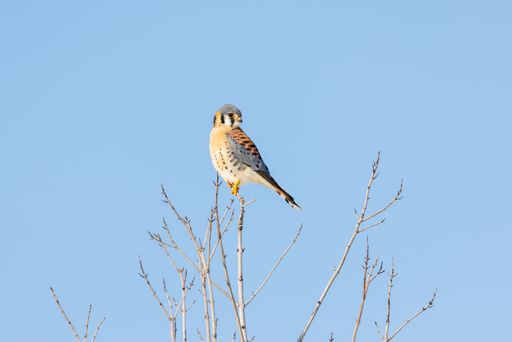 The American Kestrel perched on top of a tree