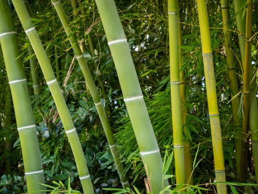 View of Fishpole Bamboo (Phyllostachys aurea) plant