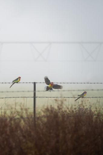 A vertical shot of birds on the barbed wires