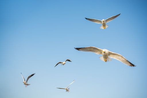 A low angle shot of gulls flying under the sunlight and a blue sky at daytime - concept of freedom