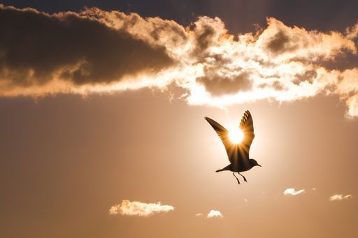 A closeup shot of the silhouette of flying seagull during sunset