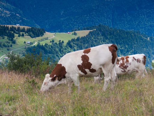 A closeup shot of cows grazing in the field near Val d'Arly, France