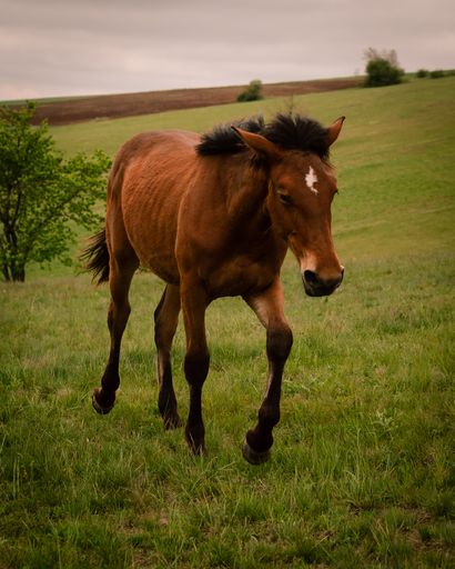 A vertical closeup shot of the brown horse running in the field on a cloudy day