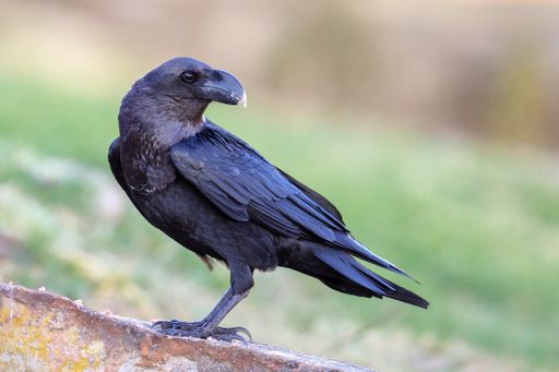 A selective focus shot of a beautiful crow sitting on a rock with a blurred background