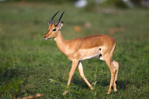 A selective focus shot of a beautiful deer on the grass-covered field captured on a sunny day