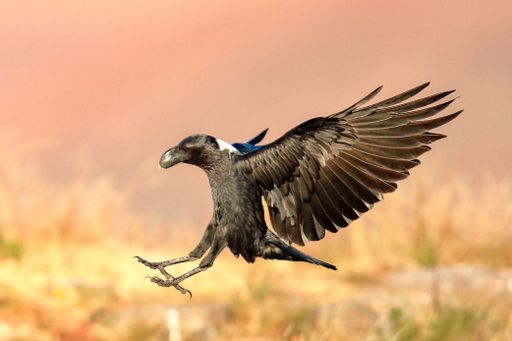 A selective focus shot of a beautiful crow flying on the sky with a blurred background