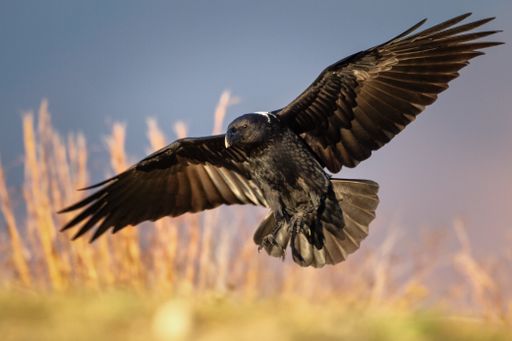 A selective focus shot of a magnificent black hawk with wide-open wings flying above a field