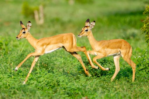 A selective focus shot of two gazelles running around on a grass-covered field