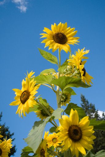 A vertical shot of Helianthus annuus, the common sunflower against a clear blue sky background