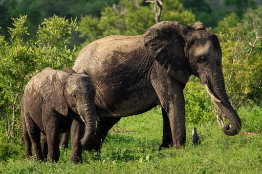 A shallow focus shot of a mother and a baby elephant walking on a grass field at daytime