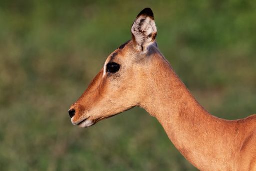 A selective focus shot of a small deer on a field with a blurred background