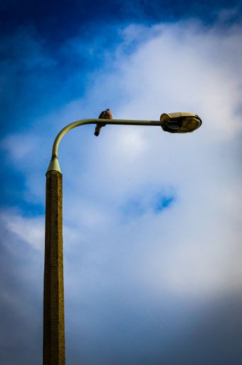 A low angle shot of a bird perched on a street light under a blue cloudy sky