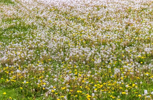 A beautiful shot of white and yellow dandelion field