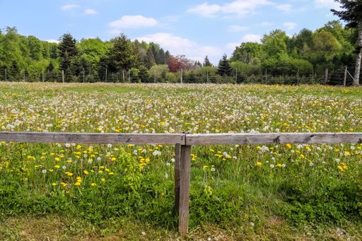 A beautiful shot of white and yellow dandelion field