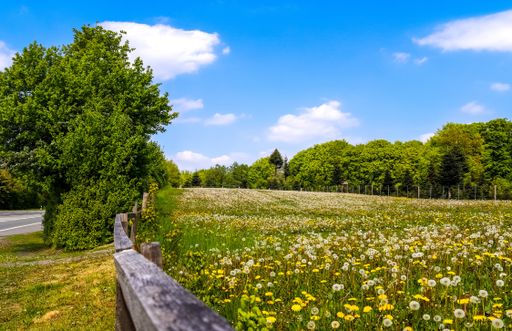 A beautiful shot of white and yellow dandelion field