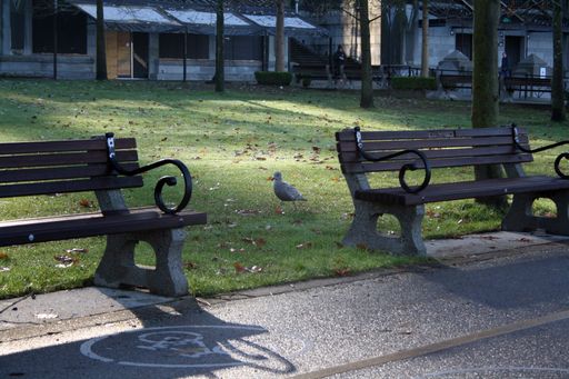 A bird walking near benches in a park