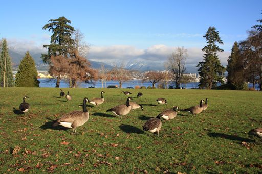 The brown ducks in the lakeside in a park