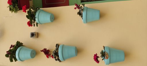 A vertical shot of beautiful flowers in blue pots on a wall