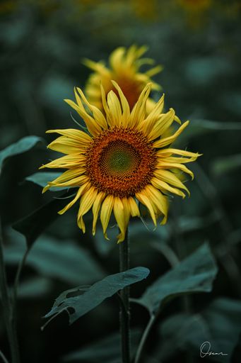 A vertical shot of blooming sunflowers in the field