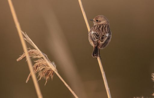 Portrait of a female European stonechat, Saxicola rubicola, wintering in a marsh, perched on a reed. Simar Nature Reserve. Malta