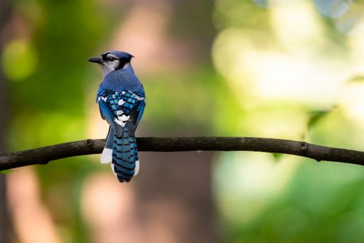 A selective focus shot of a common starling bird on a tree branch