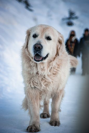A close-up shot of a Golden Retriever dog walking on the snow during daytime with two people in the blurred background