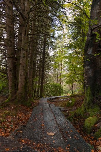 A vertical shot of a hiking trail through a forest in Scotland