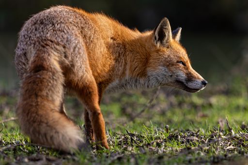 A shallow focus shot of a red fox standing on a grassland in the woods in bright sunlight in Bedford, Uk