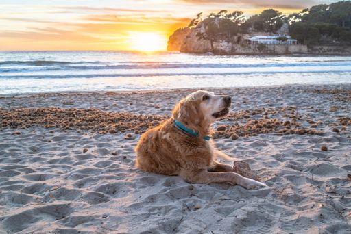 A beautiful golden retriever lying on the sand in Cala Galdana, Menorca during sunset